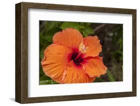 Hibiscus Flower, Cozumel, Mexico-Jim Engelbrecht-Framed Photographic Print