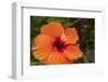 Hibiscus Flower, Cozumel, Mexico-Jim Engelbrecht-Framed Photographic Print