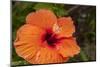 Hibiscus Flower, Cozumel, Mexico-Jim Engelbrecht-Mounted Photographic Print