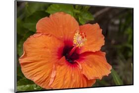 Hibiscus Flower, Cozumel, Mexico-Jim Engelbrecht-Mounted Photographic Print