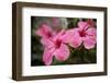 Hibiscus Flower, Cozumel, Mexico-Jim Engelbrecht-Framed Premium Photographic Print