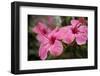 Hibiscus Flower, Cozumel, Mexico-Jim Engelbrecht-Framed Premium Photographic Print