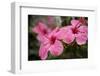 Hibiscus Flower, Cozumel, Mexico-Jim Engelbrecht-Framed Premium Photographic Print