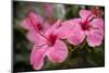 Hibiscus Flower, Cozumel, Mexico-Jim Engelbrecht-Mounted Premium Photographic Print