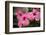 Hibiscus Flower, Cozumel, Mexico-Jim Engelbrecht-Framed Photographic Print