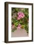 Hibiscus Flower, Cozumel, Mexico-Jim Engelbrecht-Framed Photographic Print