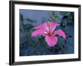 Hibiscus Flower from His Highness's Hibiscus Garden, Udai Vilas Palace, Dungarpur, India-John Henry Claude Wilson-Framed Photographic Print