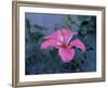 Hibiscus Flower from His Highness's Hibiscus Garden, Udai Vilas Palace, Dungarpur, India-John Henry Claude Wilson-Framed Photographic Print