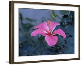 Hibiscus Flower from His Highness's Hibiscus Garden, Udai Vilas Palace, Dungarpur, India-John Henry Claude Wilson-Framed Photographic Print