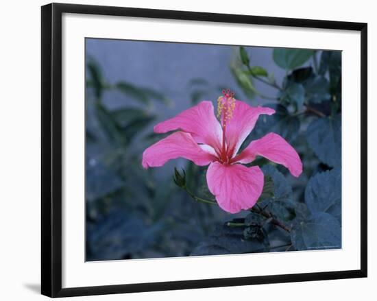 Hibiscus Flower from His Highness's Hibiscus Garden, Udai Vilas Palace, Dungarpur, India-John Henry Claude Wilson-Framed Photographic Print