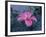 Hibiscus Flower from His Highness's Hibiscus Garden, Udai Vilas Palace, Dungarpur, India-John Henry Claude Wilson-Framed Photographic Print