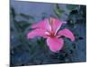 Hibiscus Flower from His Highness's Hibiscus Garden, Udai Vilas Palace, Dungarpur, India-John Henry Claude Wilson-Mounted Photographic Print