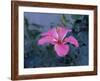 Hibiscus Flower from His Highness's Hibiscus Garden, Udai Vilas Palace, Dungarpur, India-John Henry Claude Wilson-Framed Photographic Print