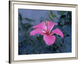 Hibiscus Flower from His Highness's Hibiscus Garden, Udai Vilas Palace, Dungarpur, India-John Henry Claude Wilson-Framed Photographic Print