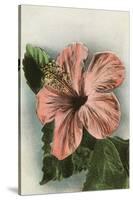 Hibiscus Flower, Hawaii-null-Stretched Canvas