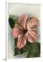Hibiscus Flower, Hawaii-null-Framed Art Print