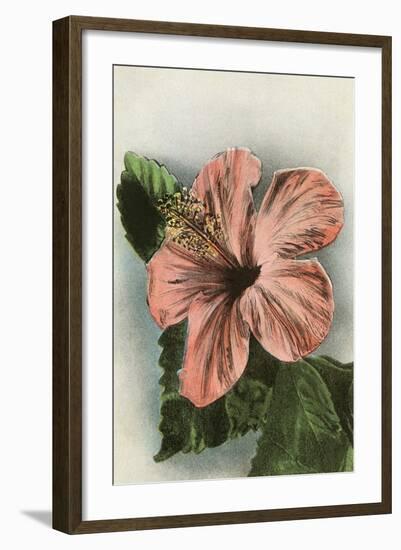 Hibiscus Flower, Hawaii-null-Framed Art Print