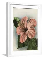 Hibiscus Flower, Hawaii-null-Framed Art Print