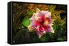 Hibiscus Flower in the Galaxy Garden, Paleaku Gardens Peace Sanctuary, Hawaii, Usa-Russ Bishop-Framed Stretched Canvas