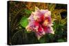 Hibiscus Flower in the Galaxy Garden, Paleaku Gardens Peace Sanctuary, Hawaii, Usa-Russ Bishop-Stretched Canvas