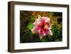 Hibiscus Flower in the Galaxy Garden, Paleaku Gardens Peace Sanctuary, Hawaii, Usa-Russ Bishop-Framed Photographic Print