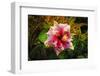 Hibiscus Flower in the Galaxy Garden, Paleaku Gardens Peace Sanctuary, Hawaii, Usa-Russ Bishop-Framed Photographic Print