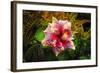 Hibiscus Flower in the Galaxy Garden, Paleaku Gardens Peace Sanctuary, Hawaii, Usa-Russ Bishop-Framed Photographic Print