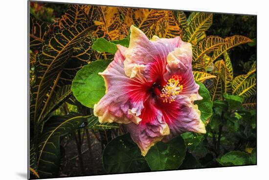 Hibiscus Flower in the Galaxy Garden, Paleaku Gardens Peace Sanctuary, Hawaii, Usa-Russ Bishop-Mounted Photographic Print