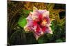 Hibiscus Flower in the Galaxy Garden, Paleaku Gardens Peace Sanctuary, Hawaii, Usa-Russ Bishop-Mounted Photographic Print