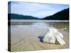 Hibiscus Flower on Beach, Perhentian Islands, Malaysia, Southeast Asia-Porteous Rod-Stretched Canvas