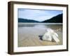 Hibiscus Flower on Beach, Perhentian Islands, Malaysia, Southeast Asia-Porteous Rod-Framed Photographic Print