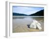 Hibiscus Flower on Beach, Perhentian Islands, Malaysia, Southeast Asia-Porteous Rod-Framed Photographic Print