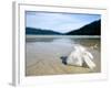 Hibiscus Flower on Beach, Perhentian Islands, Malaysia, Southeast Asia-Porteous Rod-Framed Photographic Print