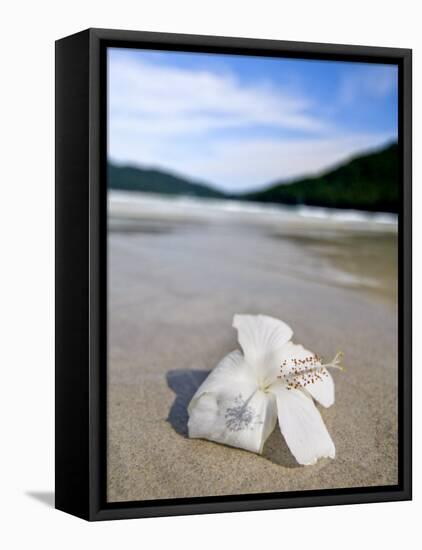 Hibiscus Flower on Beach, Perhentian Islands, Malaysia, Southeast Asia-Porteous Rod-Framed Stretched Canvas