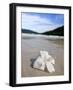 Hibiscus Flower on Beach, Perhentian Islands, Malaysia, Southeast Asia-Porteous Rod-Framed Photographic Print