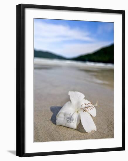 Hibiscus Flower on Beach, Perhentian Islands, Malaysia, Southeast Asia-Porteous Rod-Framed Photographic Print