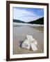 Hibiscus Flower on Beach, Perhentian Islands, Malaysia, Southeast Asia-Porteous Rod-Framed Photographic Print