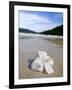 Hibiscus Flower on Beach, Perhentian Islands, Malaysia, Southeast Asia-Porteous Rod-Framed Photographic Print