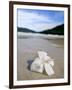 Hibiscus Flower on Beach, Perhentian Islands, Malaysia, Southeast Asia-Porteous Rod-Framed Photographic Print