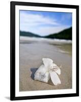 Hibiscus Flower on Beach, Perhentian Islands, Malaysia, Southeast Asia-Porteous Rod-Framed Photographic Print