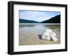 Hibiscus Flower on Beach, Perhentian Islands, Malaysia, Southeast Asia-Porteous Rod-Framed Photographic Print