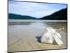 Hibiscus Flower on Beach, Perhentian Islands, Malaysia, Southeast Asia-Porteous Rod-Mounted Photographic Print