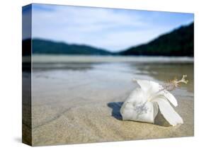 Hibiscus Flower on Beach, Perhentian Islands, Malaysia, Southeast Asia-Porteous Rod-Stretched Canvas