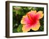 Hibiscus Flower Pollen.-photonewman-Framed Photographic Print