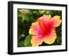 Hibiscus Flower Pollen.-photonewman-Framed Photographic Print