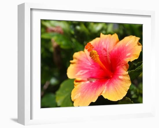 Hibiscus Flower Pollen.-photonewman-Framed Photographic Print