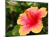 Hibiscus Flower Pollen.-photonewman-Mounted Photographic Print