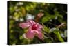 Hibiscus Flower, Roatan, Honduras-Jim Engelbrecht-Stretched Canvas