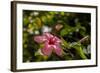 Hibiscus Flower, Roatan, Honduras-Jim Engelbrecht-Framed Photographic Print