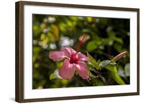 Hibiscus Flower, Roatan, Honduras-Jim Engelbrecht-Framed Photographic Print
